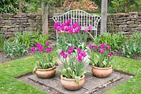 Terracotta planters with Tulipa 'Purple Dream' - Priory House, Wiltshire