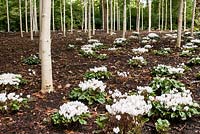Cyclamen hederifolium 'Album' growing beneath a stand of Betula utilis 'Doorenbos'