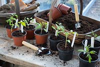 Potting bench in greenhouse with young tomato plants 'Shirley F1' and 'Rio Grande'