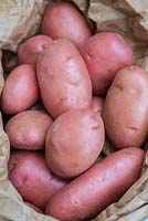Potato 'Desiree - Solanum tuberosum, supermarket bought, washed.