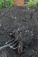 Excavate the soil around the mother plant, being careful not to damage the crowns. Once exposed lift the plant out using a fork