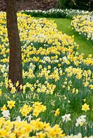 A carpet of daffodils at Felley Priory. April. 