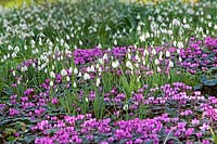 Galanthus nivalis and Cyclamen coum  at Colesbourne Park, Gloucestershire - February