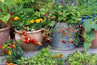 Bucket of Strawberry 'Tarpan'. Pot of Tomato 'Heartbreaker', French marigolds and parsley. Below: peppers and 'cut and come again' salad leaves.