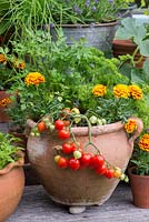 Pot of Tomato 'Heartbreaker', French marigolds and parsley. Behind, bucket of strawberries. Each side, pots of 'cut and come again' salad leaves.