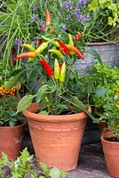 Pot of peppers, beside pots of French marigolds, lavender and chives.