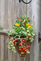 Hanging basket planted with Tomato 'Heartbreaker', marigolds and peppers.