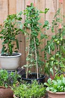 A container vegetable garden with salad leaves, chilli peppers, tomatoes and mange tout, peas.