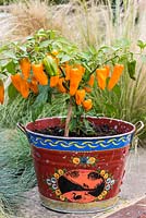 Chilli Pepper 'Cheyenne', a compact, multi-branching variety bearing masses of orange chillies from midsummer until first frosts. Fairly hot, measuring 40,000shu - Scoville heat units