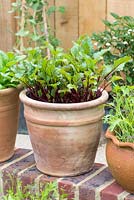 Beetroot and salad leaves growing in terracotta pots.