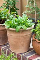 Young spinach leaves growing in terracotta pots.