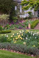 A spring garden with colourful borders of  yellow Tulipa 'Fringed Elegance', Narcissus 'Cheerfulness' and honeywort.