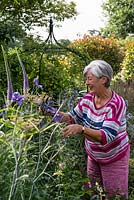 Carole Gould tending the Clematis in Kingsbury garden.