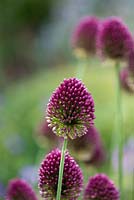 Allium sphaerocephalon, an ornamental onion with claret-coloured flowerheads appear like drumsticks on tall, slender stems above strap-like, mid-green leaves in mid to late summer.