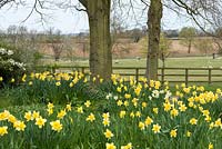 Narcissus - Naturalised daffodils and views of the Hertfordshire countryside at Alswick Hall.