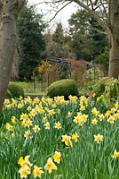 Narcissus - Naturalised daffodils in front of box mounds and a rose covered pergola.