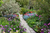 Colourful spring borders with Tulipa 'Violet Beauty' and purple 'Negrita', hot pink Tulipa 'Barcelona' and orange red tulips 'Annie Schilder' and 'Dordogne'. Great Dixter.