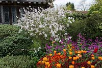 A spring border with Syringa x persica 'Alba', Hesperis matronalis, Tulipa 'Daydream' and wallflowers, April.