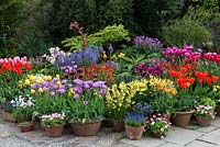 Pots of camassia, narcissi, Geranium maderense, bellis daisies, wallflowers and Tulips 'Violet Beauty', 'Pink Twist', golden 'Abu Hassan', pink and white 'Holland Chic', red double 'Antraciet, and orange 'Cairo' and 'Brown Sugar'. Great Dixter.