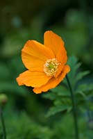 Meconopsis cambrica, Welsh poppy