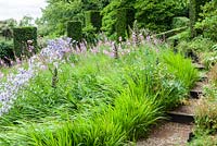 The Wild Garden.  Rosebay Willow Herb and Campanula lactiflora, foliage of Crocosmia, columns of clipped Taxus baccata. Veddw House Garden, Monmouthshire, South Wales. July 2015. Garden created by Anne Wareham and Charles Hawes.