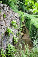 The Ruin wall with Asplenium scolopendrium growing on it. Hedge of Taxus baccata. Veddw House Garden, Monmouthshire, South Wales. July 2015. Garden created by Anne Wareham and Charles Hawes.