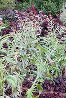 Cynara cardunculus 'Florist Cardy'. Cardoon. Heuchera villosa 'Palace Purple'Veddw House Garden, Monmouthshire, Wales, UK. September. Created by Anne Wareham and Charles Hawes