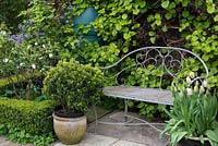 A decorative metal bench by a wall covered with Hydrangea petiolaris.