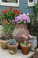 A group of terracotta containers with echeveria, tulipa, viola, hyacinthus, armeria and Primula 'Johanna'
