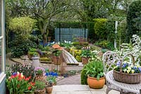 A spring garden with colourful containers planted with Tulipa, Narcissus and Muscari. A wooden bridge over a small pond leads to an old Bramley apple tree the far end of the garden.