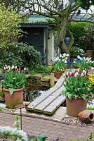 A wooden bridge over a pond surrounded by containers planted with Tulipa 'Havran' and Narcissus 'Thalia'. At the far end an old Bramley apple tree.