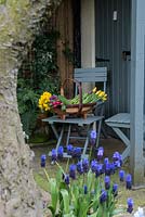 A painted wooden chair with a trug of cut narcissus and tulips fresh from the garden.    Blue wooden slatted chair and table