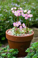 Primula 'Johanna', a pretty little hybrid of Asiatic origin, bearing in spring yellow-eyed, pink flowers. Thrives in rock garden or pots.