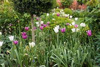 A spring border with Tulips 'Spring Green', 'White Triumphator' and pink 'Ballade' with euphorbia.