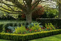 Box and yew edged bed of cardoon, euphorbia and tulips 'Ballerina', Burgundy' and 'Spring Green'.