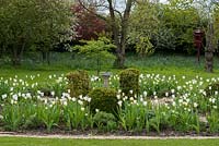 A parterre is planted with tulips 'White Triumphator' and 'Spring Green'.