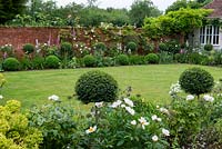 A walled courtyard garden with lawn and borders with privet standards, Paeonia 'Krinkled White', foxgloves and box balls. White Rosa 'Winchester Cathedral'.
