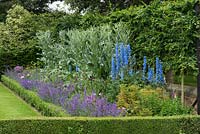 A long box-edged summer border planted with delphinium, knautia, catmint, peonies and cardoons in front of a pleached hornbeam hedge.
