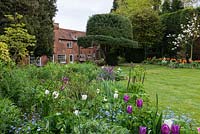A country garden with colourful mixed borders of Tulipa Atilla, Purissima, Brown Sugar with Forget-me-nots and Magnolia Stellata. In the centre a mature holly tree is shaped as a bowler hat.