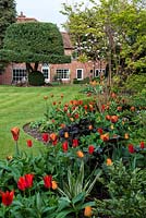 A country garden with hot mixed borders with Tulipa Brown Sugar, General de Wet and Orange Cassini around an Acer. Behind, a mature holly tree has been shaped as a bowler hat.