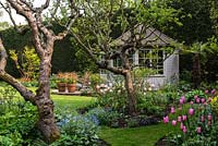 Mature apple tree in island beds. The central bed is planted with Forget-me-nots, Tulipa Burning Heart and Ophiopogon nigrescens. The left bed with Brunnera macrophylla and Tulipa Don Quichotte in the right.
