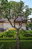 The view through an old apple tree to a small box parterre filled with Tulipa Golden Apeldoorn and Apeldoorn Elite.