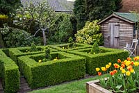 A small formal spring garden with old apple trees, shed and box parterre and raised bed filled with Tulipa Golden Apeldoorn and Apeldoorn Elite. Square box parterre shoe-horned into small corner of garden.