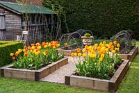 A small spring garden with wooden raised beds filled with Tulipa Golden Apeldoorn and Apeldoorn Elite and vegetables.