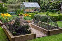 A small spring garden with wooden raised beds planted with leeks, salad leaves, purple sprouting brocolli and Tulipa Golden Apeldoorn 
