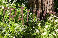 Rusty letters saying 'dreams' among Galium odoratum - sweetscented bedstraw - May. Herrenmühle Bleichheim