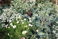 Eschscholzia californica 'Alba' and Crambe maritima - Californian poppy and sea kale - May, Herrenmühle Bleichheim