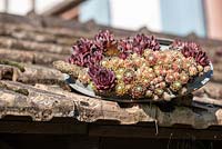 Sempervivum growing in lids on a roof - house leek - May, Herrenmühle Bleichheim