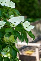 Cornus kousa 'Venus' - flowering dogwood - May, Herrenmühle Bleichheim
