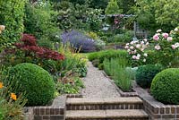 A terraced garden with gravel path edged in box, sisyrinchium, alchemilla and Rosa 'Jenny's Rose'  rises to lawn edged in catmint.
